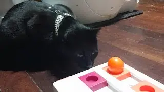 Cats... Play time! ❤️😄  (round 1 🙂)#cats #catslife #playingcats #happycat