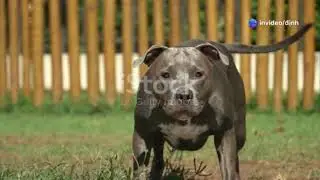 invideo ai 480 Pawsome Dog Fun  Unleash the Joy! 2025 02 23