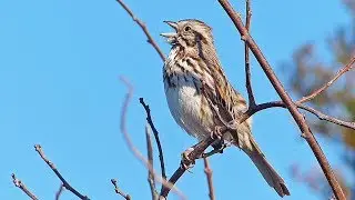 Song Sparrow Singing