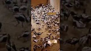 200 Aseel Chick Transformation.🥵💝 #aseel #chicks #pets #transformation #shortsfeed #viralshorts