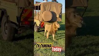 Oloimina today #wildlife
