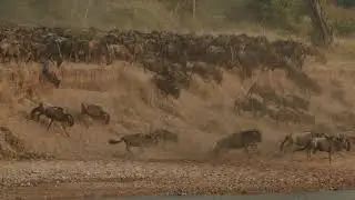 Migration at Sala's Camp
