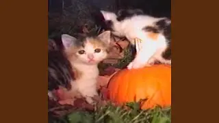 Their first Halloween