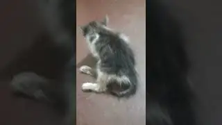 plz help this kitten (RIP kitten is dead)