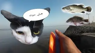 طريقة صيد سمكة القاروص بالجلب (Dicentrarchus labrax)