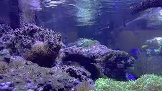 SALT WATER AQUARUIM 9HRS,  SHOT WITH IPHONE 4K