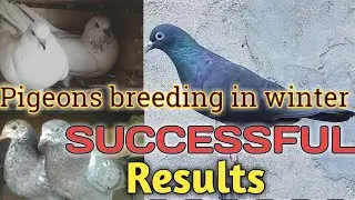 Winter me Kabootar ka breeding results #VMGBIRDS