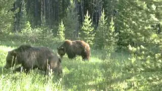 Grizzlies in the Rockies - Season Three