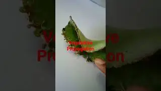 Asexual reproduction||Bryophyllum#science#Viral#trending#yt short#Happy learning