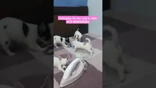 Chihuahua Puppies For Sale In Delhi | Dogs For Sale | Husky, Pitbull, Poodle