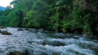 LIVE SERENE RIVER STREAM IN LUSH GREEN JUNGLE, RELAXING NATURE ASMR, CALM WATER, JUNGLE VIBES