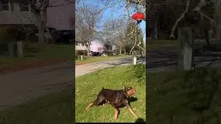 Doberman Pinscher, Doberman, Dobi, European Doberman, Red Doberman, Dog Attack, Trained Doberman