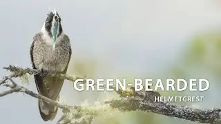 Green-bearded Helmetcrest #colibr&iacute; #beijaflor #picaflor #Colombia