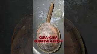 ANEH‼️PENAMPAKAN KURA BERKEPALA BELUT‼️ #shorts