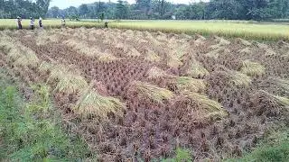 Panen Raya #viral #heboh #infojatim #infoponorogo #petani #petanimuda #petaniindonesia #petanimals