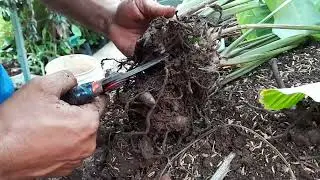 Como reproducir la planta Calatea Cebrina