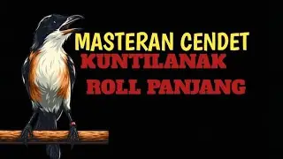 KUNTILANAK!!!!!MASTERAN CENDET JERNIH //)!! COCOK BUAT MASTERAN #masteranburung #ct #cendetgacor 