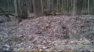 Гон мышей. The mice are playing