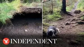 Storm Babet winds lift forest floor in incredible footage