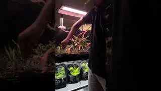 How to do Planting in New Setup🌱 #plantedtank #aquascaping #aquascapingdesign #plantedtanksrilanka