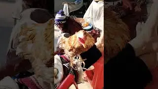 #birds #roosterfarm #musicstyle #aseelmurga #musicgenre #chicken #musiccategory #kabutar #animals