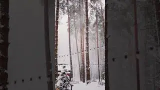 SNOWFALL IN THE FOREST