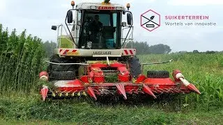 Vezelhennep oogsten op het Suikerterrein van Terra MBO Groningen.