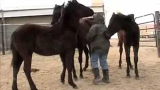 Indian Artbeat - Foal Temperament