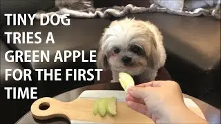 ASMR: Tiny dog eats green apple for the very first time