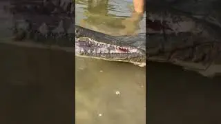 Dinosaur Fish!