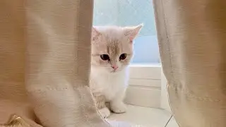 初めて家にきた子猫がびくともしない
