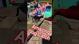 Amazing Dog Catch City Davangere #streetdogrevival #dog #new #ytviral #rescue