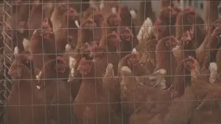 Look inside the poultry industry following Cargill's Springdale turkey plant closure