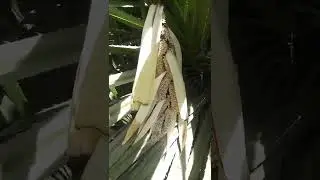 Kewra on flowering for Kewra Water - Screw Pine -  Pandanus odorifer - Engineer Ka Bagh