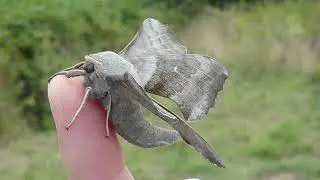 Hampshire Moth Survey