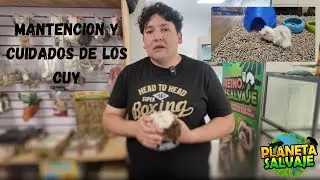 Mantencion y cuidados de los cuyes o cobayos