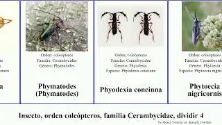 Insecto, orden cole&oacute;pteros, familia Cerambycidae, dividir 4 oncideres prosopocera pericycos comes