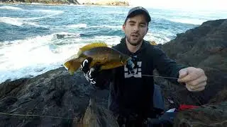 2 pintos y 2 maragotas a vinilo!