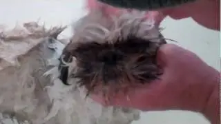 How To Bathe A Stinky Shih Tzu