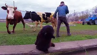 Hard Work on the Farm | Real Rural Life with Animals and Tractor, Everyday Farm Life (Compilation)