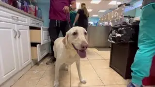 Tampa vet clinic says it's a victim of theft, looking for community support