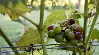 Vineyard & Grape Growing Terms - Deciphered!!  A VidDictionary!!