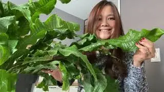 Vlog 2 Saving my Crocodile Fern