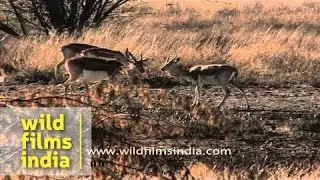 Blackbuck (Antilope cervicapra)