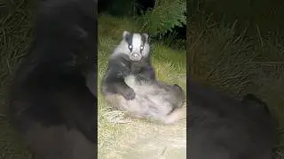 Funny Badger Gets Ready For a Date! 🦡 #funny #animals #shorts