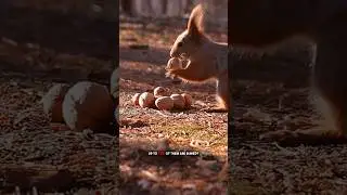 Squirrel Secrets! 🐿️They FORGET 74% of Their Nuts! #facts #animalfacts #wildlifefacts