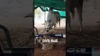 ongole jathi gittalu power DVR Bulls #shorts