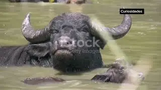  Los B&uacute;falos y su Superpoder Acu&aacute;tico🤯😨