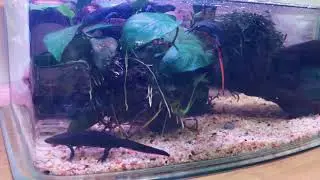 《超萌巴西火龍》花式食餌
