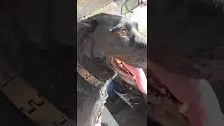 FOCCAS adoptable dog Rocket (now Rocky)  rides in the truck's front seat